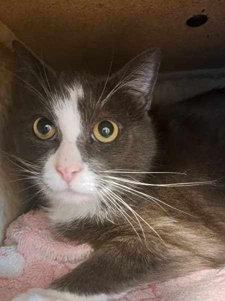 SB, male senior European Shorthair for adoption at Animal Sans Toit, Faimes