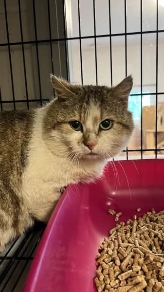 SB, male young European Shorthair for adoption at Animal Sans Toit, Faimes