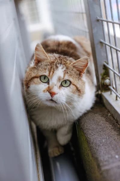 SB, male young European Shorthair for adoption at Animal Sans Toit, Faimes