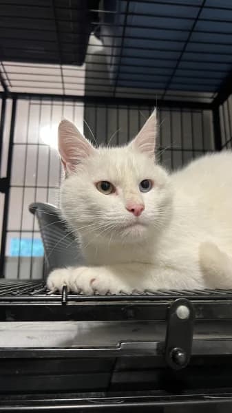 SB, male senior European Shorthair for adoption at Animal Sans Toit, Faimes