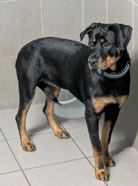 SB, female puppy Mixed Breed for adoption at Animal Sans Toit, Faimes