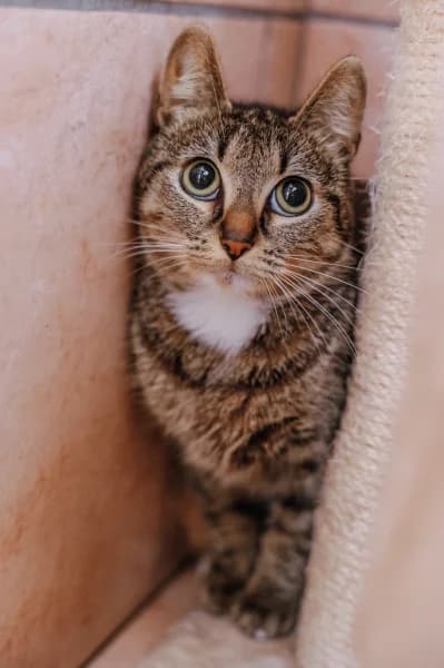 SB, female young European Shorthair for adoption at Animal Sans Toit, Faimes