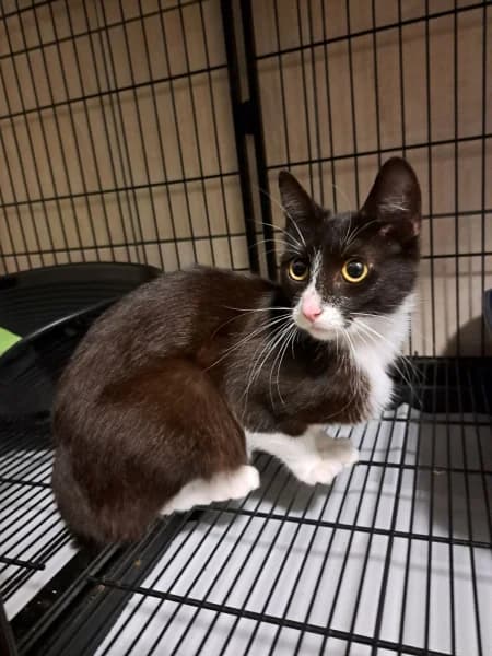 SB, female young European Shorthair for adoption at Animal Sans Toit, Faimes