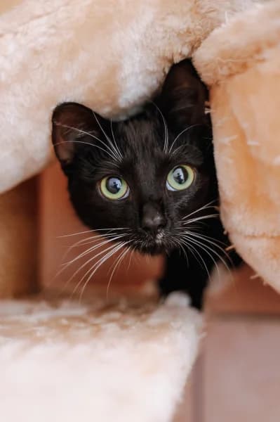 SB, female young European Shorthair for adoption at Animal Sans Toit, Faimes