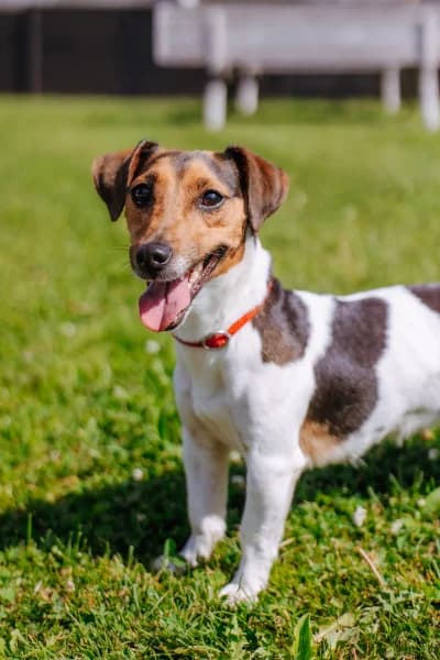 SB, female 4yo Jack Russell Terrier for adoption at Animal Sans Toit, Faimes