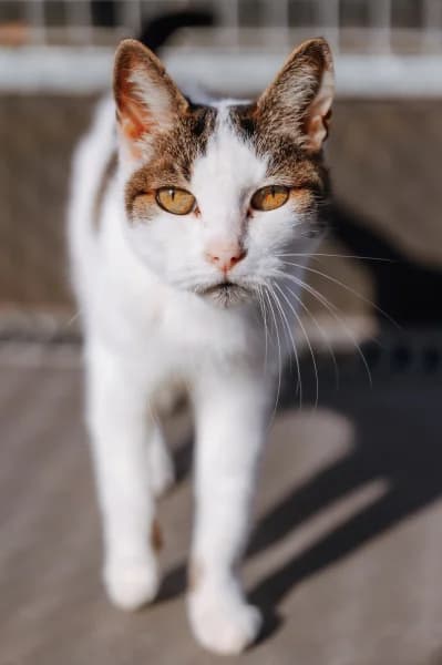 SB, female senior European Shorthair for adoption at Animal Sans Toit, Faimes