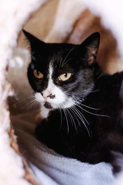 SB, female 3yo European Shorthair for adoption at Animal Sans Toit, Faimes