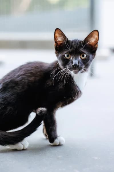 SB, female puppy European Shorthair for adoption at Animal Sans Toit, Faimes