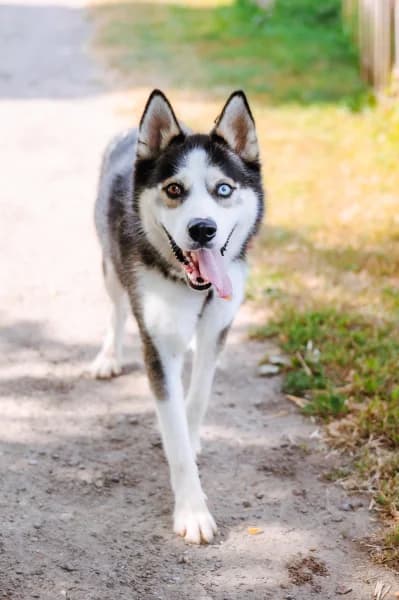 SB, male young Mixed Breed for adoption at Animal Sans Toit, Faimes