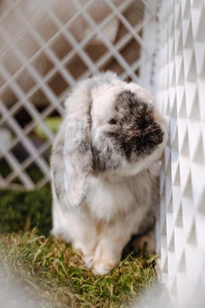 SB, male 5yo Mixed Breed for adoption at Animal Sans Toit, Faimes