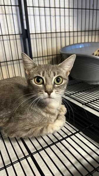 SB, female young European Shorthair for adoption at Animal Sans Toit, Faimes