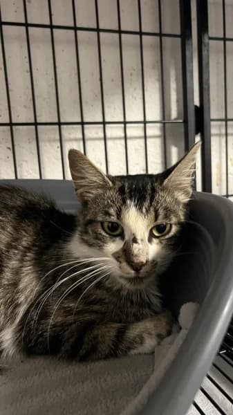 SB, male young European Shorthair for adoption at Animal Sans Toit, Faimes