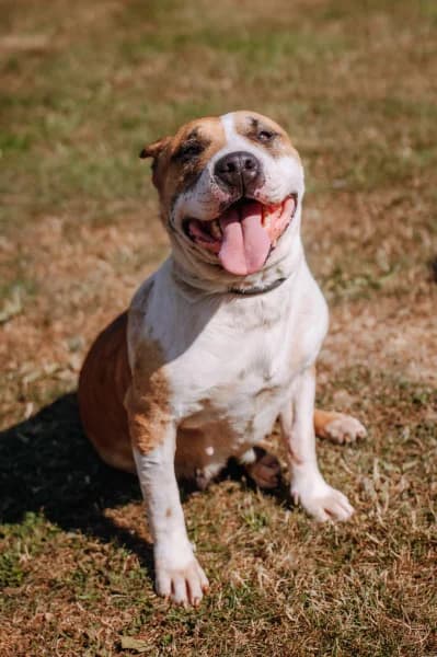 SB, female 7yo American Staffordshire Terrier for adoption at Animal Sans Toit, Faimes