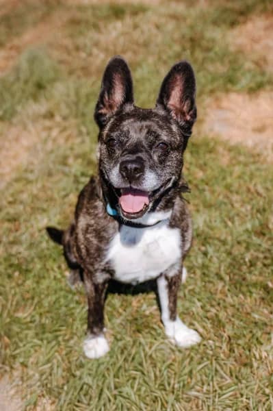 SB, female senior French Bulldog for adoption at Animal Sans Toit, Faimes