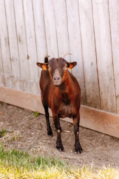 SB, female 3yo Mixed Breed for adoption at Animal Sans Toit, Faimes