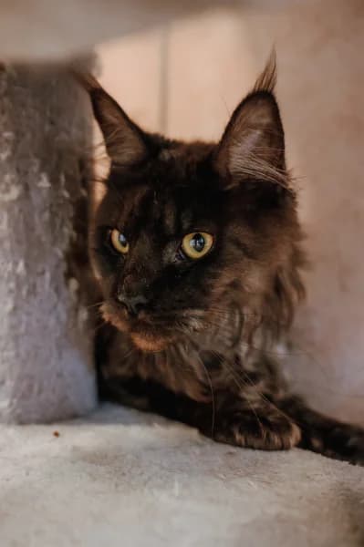 SB, male young Mixed Breed for adoption at Animal Sans Toit, Faimes