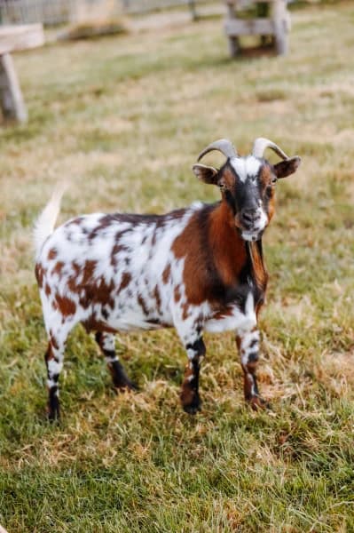 SB, female senior Mixed Breed for adoption at Animal Sans Toit, Faimes