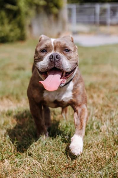 SB, male 4yo mixed breed for adoption at Animal Sans Toit, Faimes
