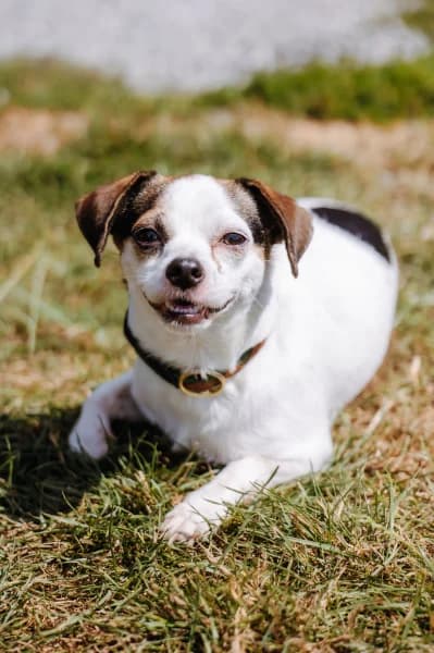 SB, male 4yo Chihuahua for adoption at Animal Sans Toit, Faimes
