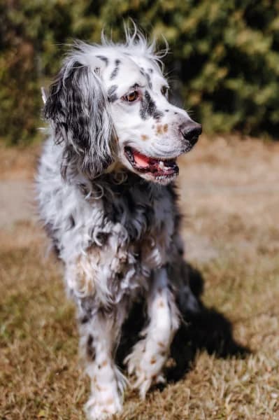 SB, female 4yo Mixed Breed for adoption at Animal Sans Toit, Faimes