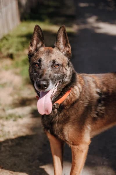 SB, male 6yo Belgian Malinois for adoption at Animal Sans Toit, Faimes