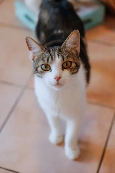 SB, male 3yo European Shorthair for adoption at Animal Sans Toit, Faimes
