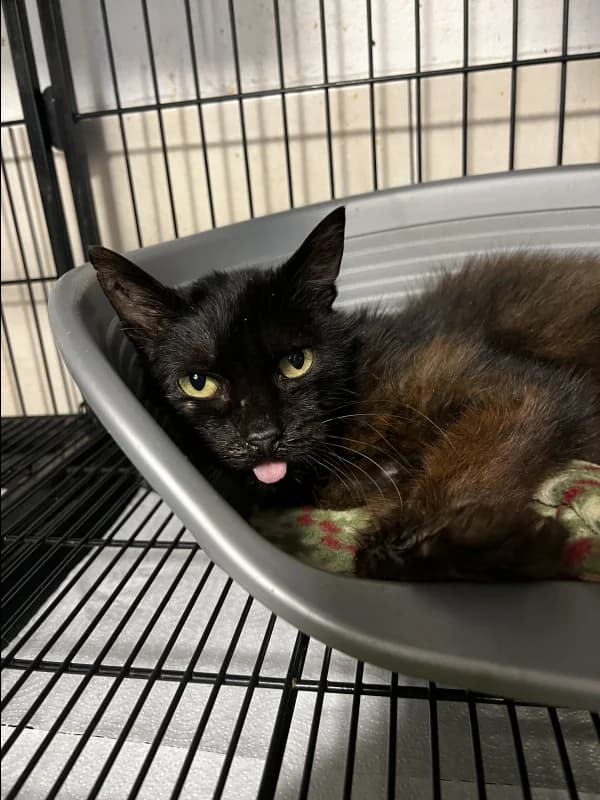 SB, male senior European Shorthair for adoption at Animal Sans Toit, Faimes