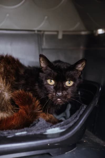 SB, male senior European Shorthair for adoption at Animal Sans Toit, Faimes