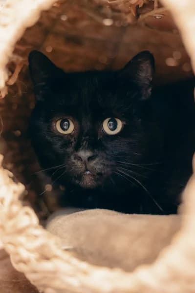 SB, male 4yo European Shorthair for adoption at Animal Sans Toit, Faimes