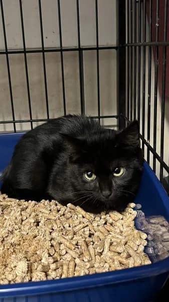 SB, female puppy European Shorthair for adoption at Animal Sans Toit, Faimes