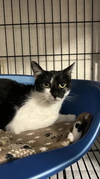 SB, female puppy European Shorthair for adoption at Animal Sans Toit, Faimes