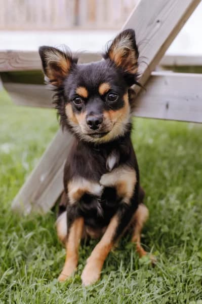 Gavroche, female young Mixed Breed for adoption at Animal Sans Toit, Faimes