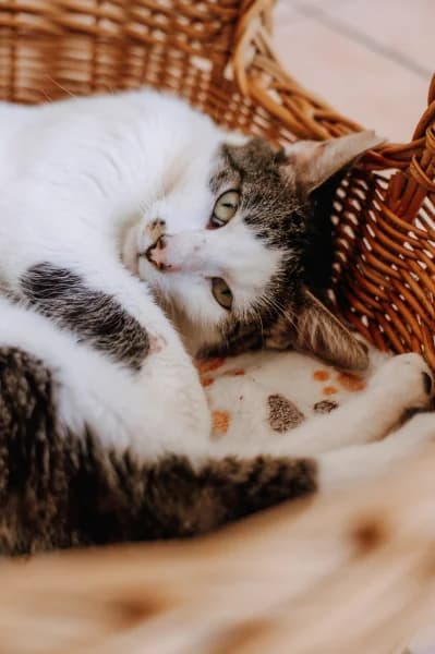 SB, male young European Shorthair for adoption at Animal Sans Toit, Faimes