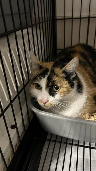 SB, female senior European Shorthair for adoption at Animal Sans Toit, Faimes