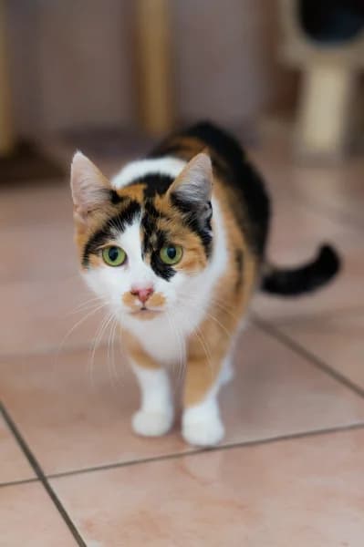 SB, female senior European Shorthair for adoption at Animal Sans Toit, Faimes