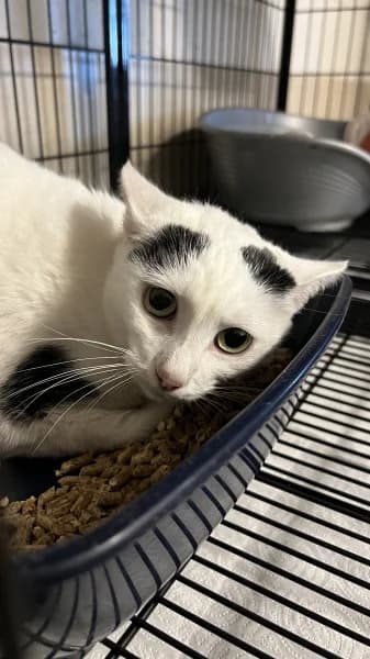 SB, female young European Shorthair for adoption at Animal Sans Toit, Faimes