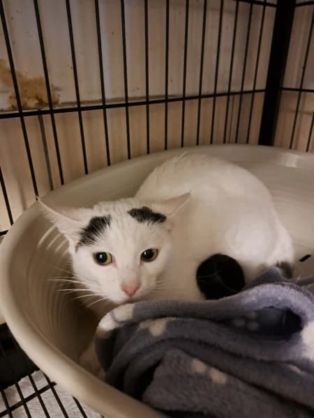 SB, female 3yo European Shorthair for adoption at Animal Sans Toit, Faimes