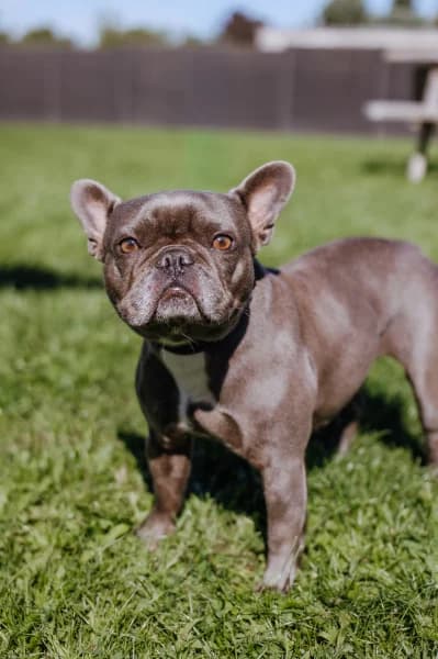 SB, female 5yo Mixed Breed for adoption at Animal Sans Toit, Faimes