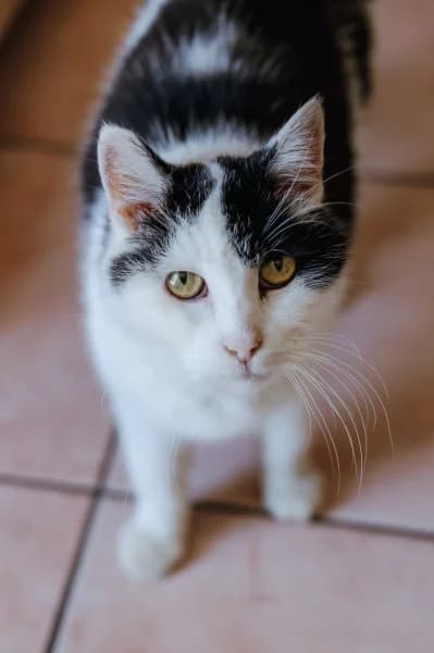 SB, male senior European Shorthair for adoption at Animal Sans Toit, Faimes