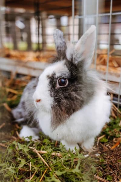 SB, female young Mixed Breed for adoption at Animal Sans Toit, Faimes