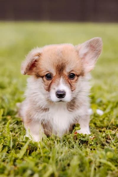 SB, male puppy Mixed Breed for adoption at Animal Sans Toit, Faimes