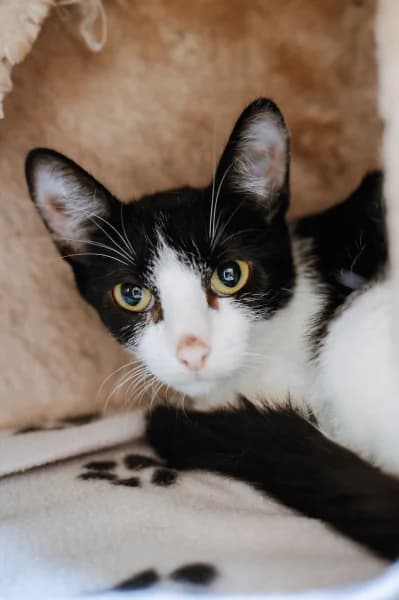 SB, female young European Shorthair for adoption at Animal Sans Toit, Faimes