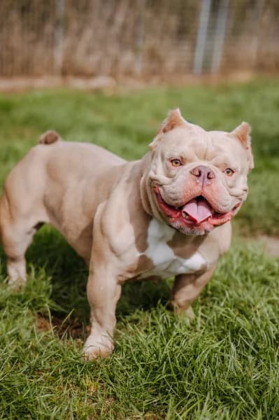 SB, female 4yo American Bully for adoption at Animal Sans Toit, Faimes