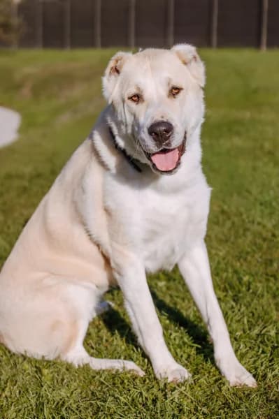 SB, female young Mixed Breed for adoption at Animal Sans Toit, Faimes