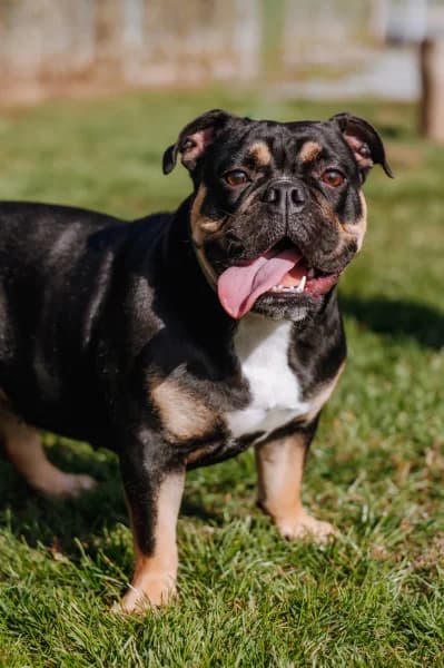 SB, female young French Bulldog for adoption at Animal Sans Toit, Faimes