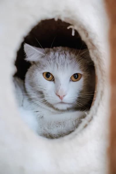 SB, male 4yo European Shorthair for adoption at Animal Sans Toit, Faimes