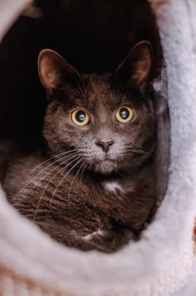 SB, male young European Shorthair for adoption at Animal Sans Toit, Faimes