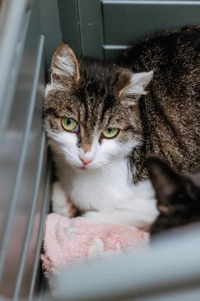 SB, male young European Shorthair for adoption at Animal Sans Toit, Faimes
