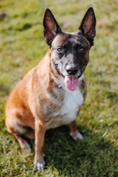 SB, female 3yo Belgian Malinois for adoption at Animal Sans Toit, Faimes
