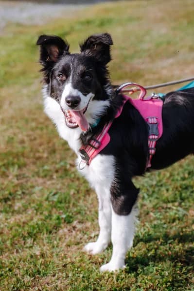 SB, female puppy Border Collie for adoption at Animal Sans Toit, Faimes